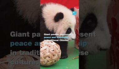 🐼 25 adorable giant #panda cubs made their first-ever public appearance! 🥺 • FRANCE 24 English