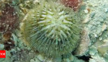 Corals that walk: A fascinating adaptation to climate change |