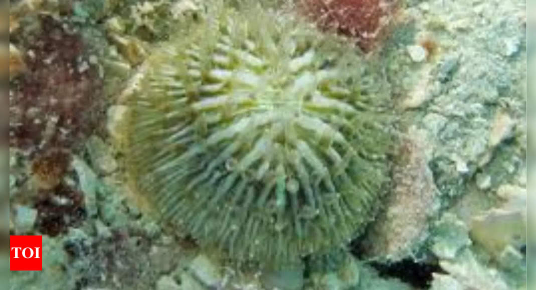 Corals that walk: A fascinating adaptation to climate change |