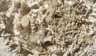 66-Million-Year-Old Fossilized Vomit Declared National Treasure In Denmark