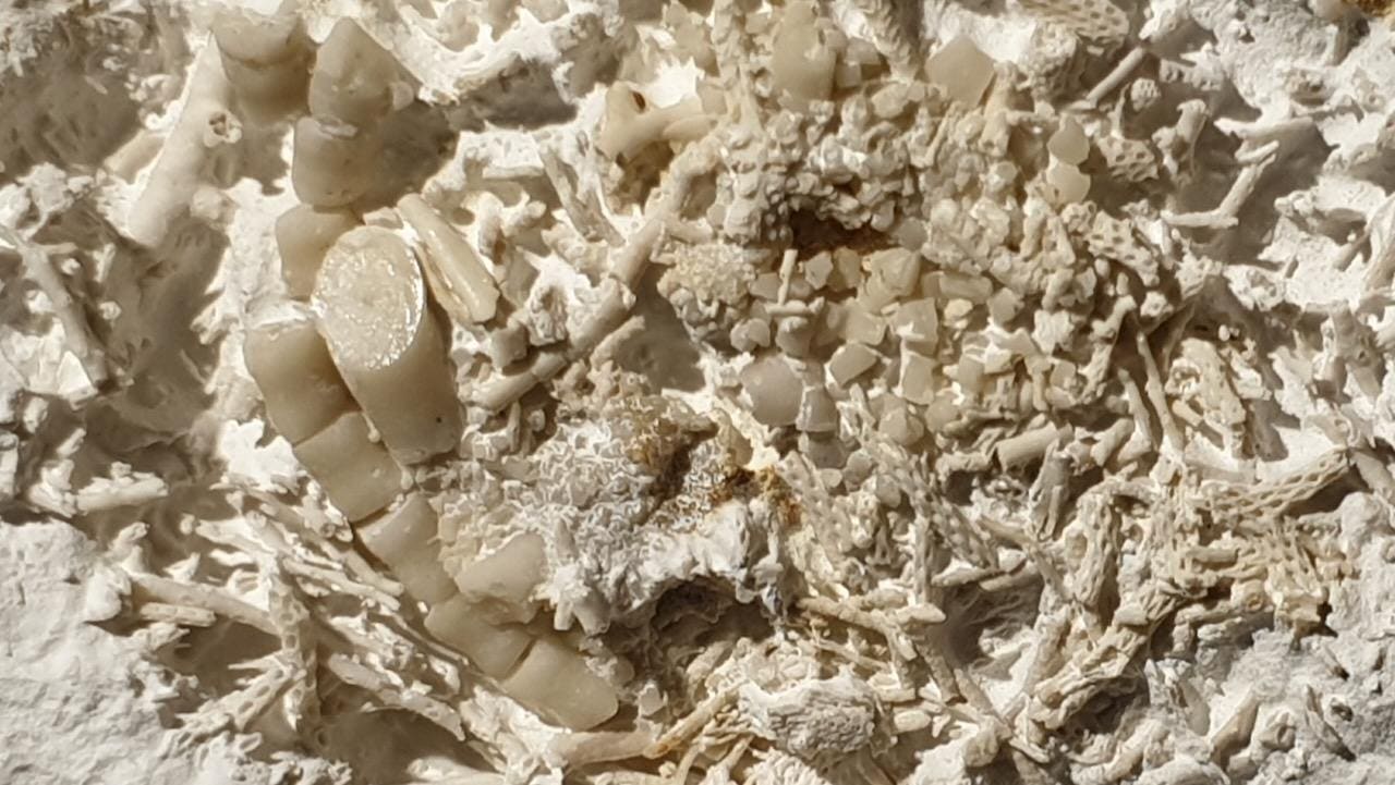 66-Million-Year-Old Fossilized Vomit Declared National Treasure In Denmark