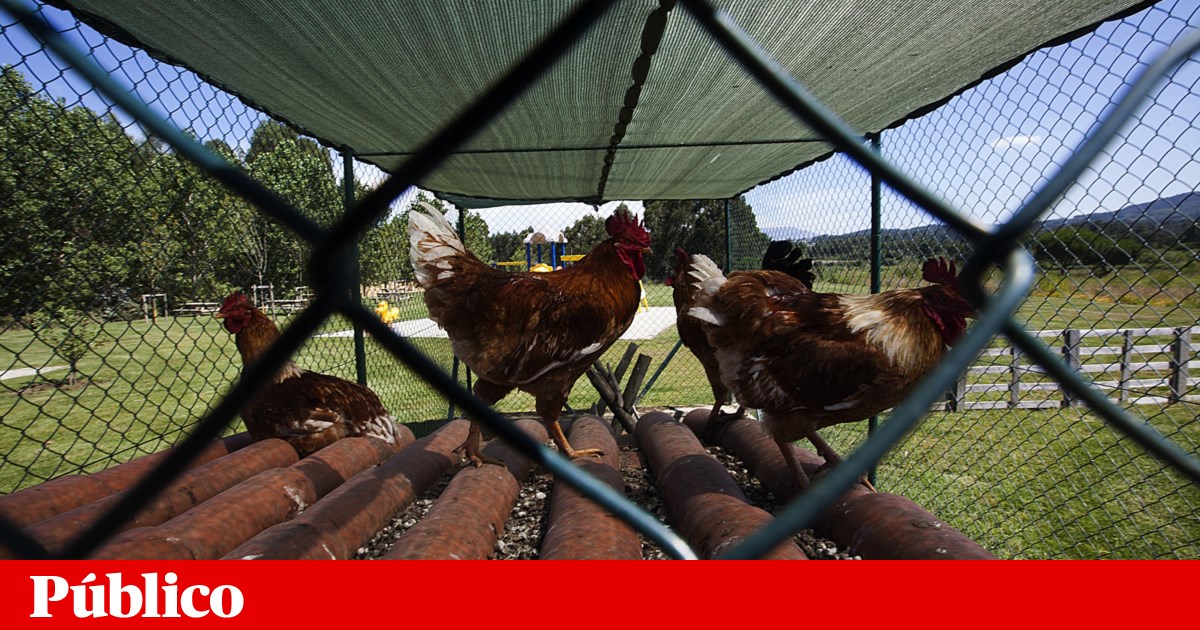 Portugal sem casos de gripe das aves em humanos, mas DGAV mantém “vigilância activa” | Gripe das aves
