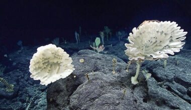 Portugal será pioneiro a travar extracção mineira no fundo do mar | Mar profundo