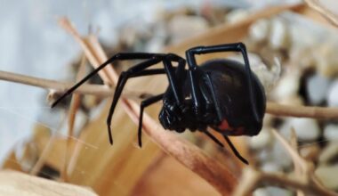 Venomous Black Widow detected in Slovakia for the first time in history