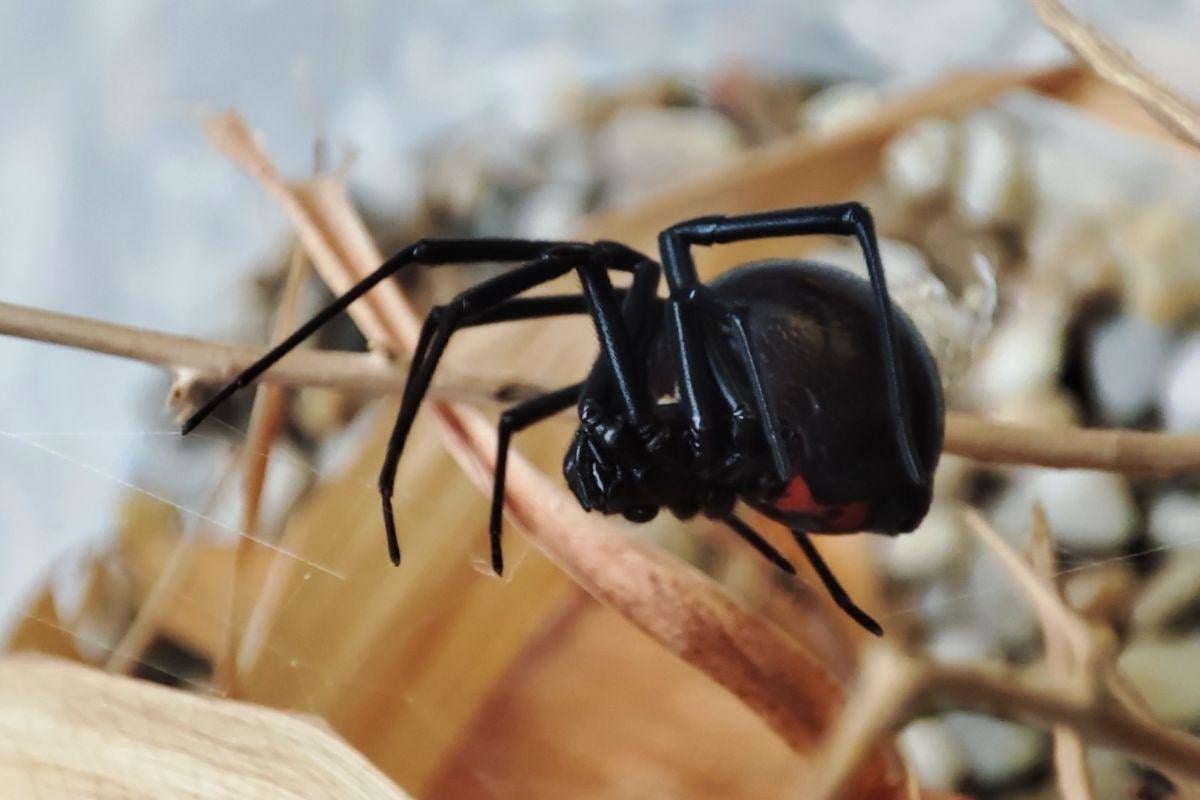 Venomous Black Widow detected in Slovakia for the first time in history