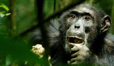 Wild chimpanzees adapt genetically to different habitats