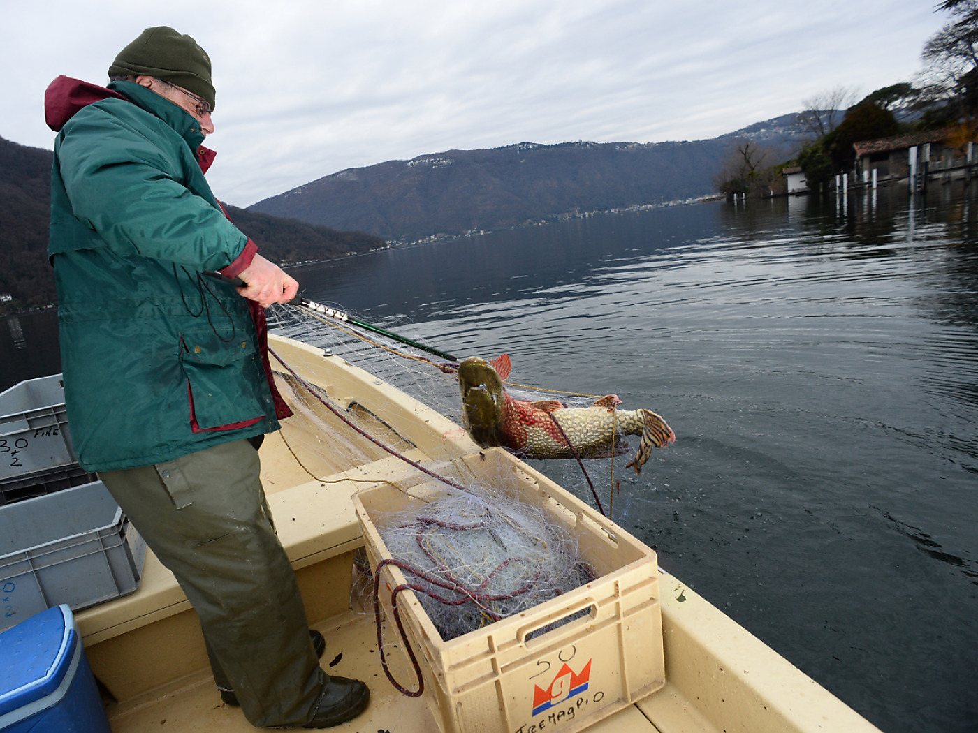 Fishing association names zander fish of the year 2025