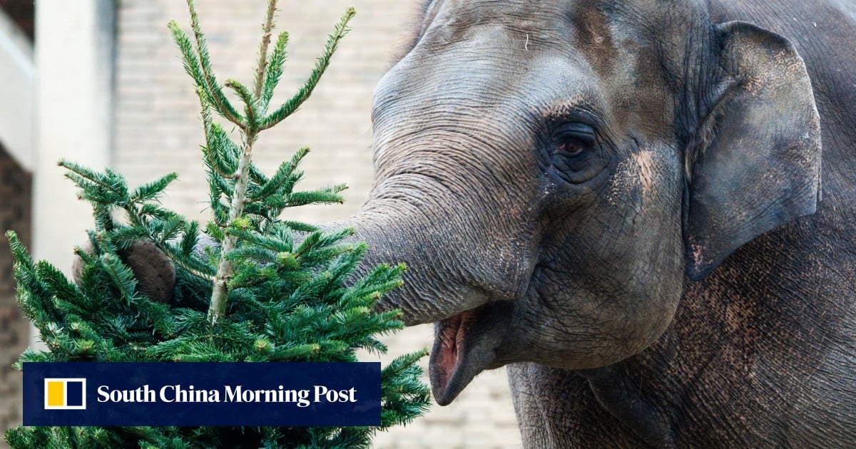 Don’t eat your Christmas tree, Belgians warned, after city posts food tips