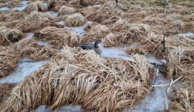Found a large number of dead geese: “Very scary”