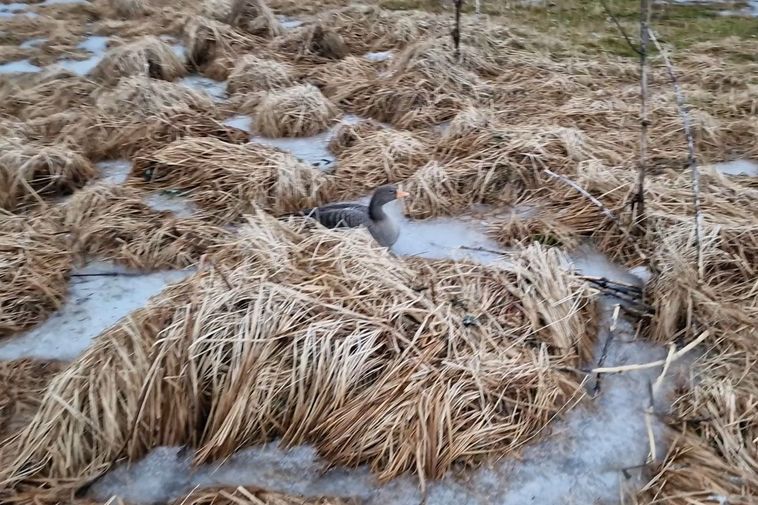 Found a large number of dead geese: “Very scary”