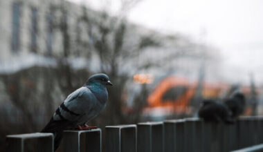 Costs could soar for Estonia's volunteer bird ringers | News