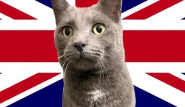 Cat found in Oklahoma has microchip registered in the United Kingdom, shelter says