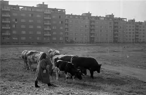 Krave se pasejo na travniku v Savskem naselju v Ljubljani, ob njih kmetica, 1964