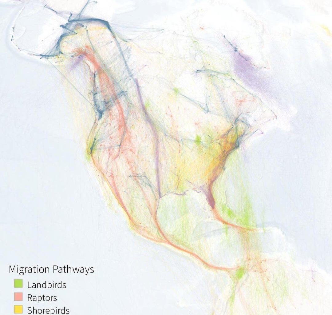 Bird Migration Visualized