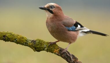 Raucous jays are the lovable gangsters of Ireland’s woodlands – The Irish Times
