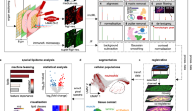 msiFlow: automated workflows for reproducible and scalable multimodal mass spectrometry imaging and microscopy data analysis