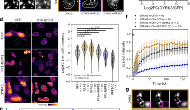 Phosphorylation of a nuclear condensate regulates cohesion and mRNA retention