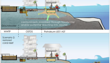 Coral reef restoration can reduce coastal contamination and pollution hazards