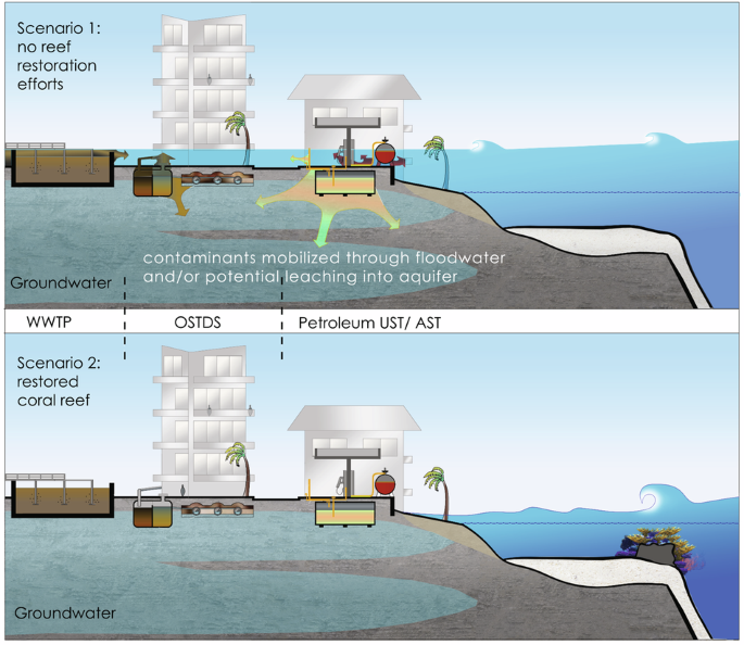 Coral reef restoration can reduce coastal contamination and pollution hazards