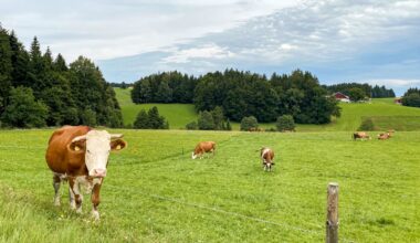EU-Weidehaltungspflicht bedroht bayerische Bio-Landwirte | BR24