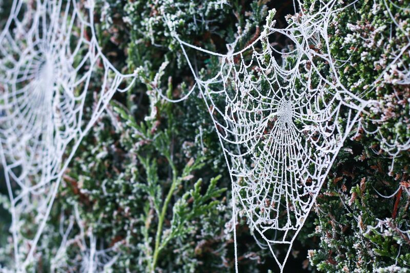 Frost-covered cobwebs glisten in the cold morning light in Limerick on Friday morning. Picture: Damien Storan.