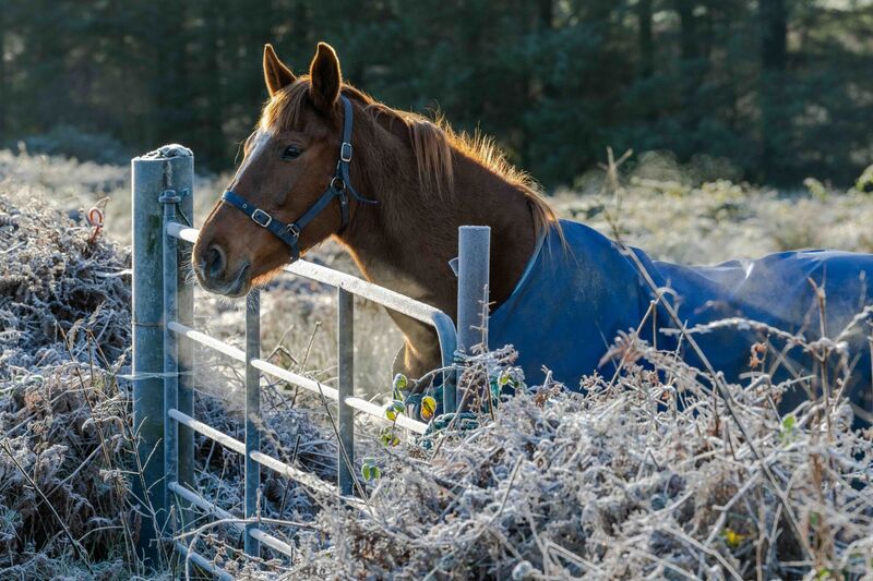  A severe frost hit West Cork last night with temperatures dropping as low as -2C. Met Éireann has forecast even lower temperatures in the next few days, with sleet and snow forecast next week. Picture: Andy Gibson.