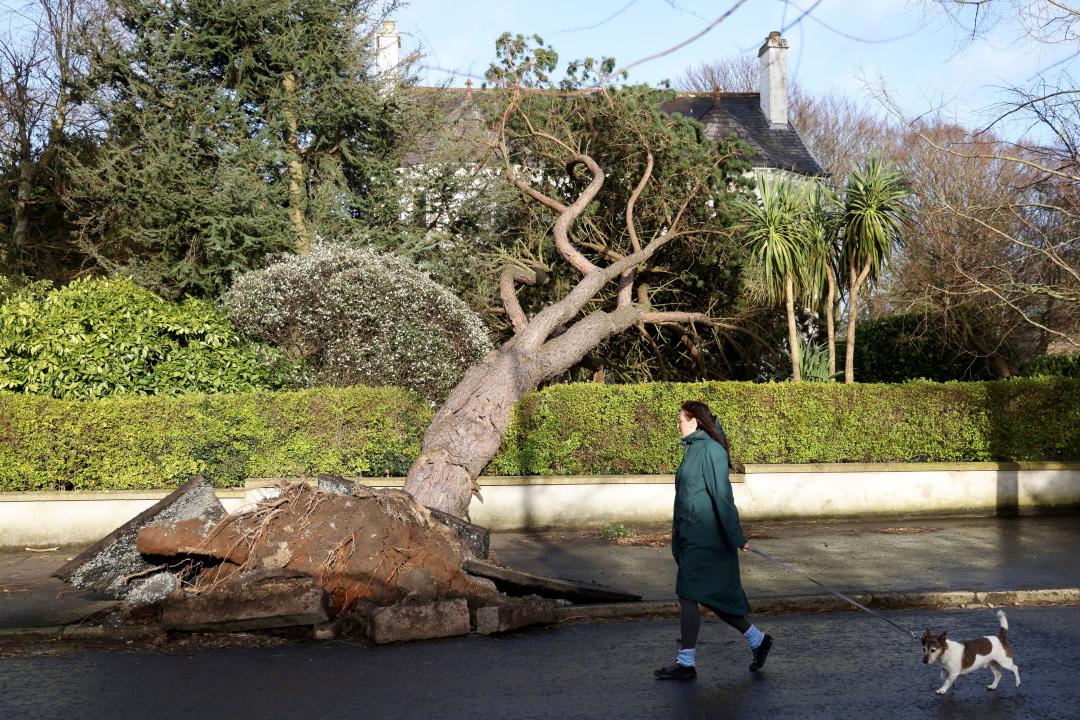 A woman walks her dog past a fallen tree during storm Eowyn that hit the country in Belfast, Northern Ireland, Friday, Jan. 24, 2025.(AP Photo)