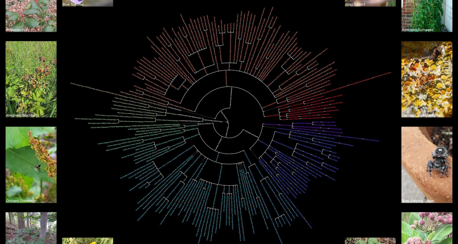 [OC] Taxonomic Chart of Most Observed Wildlife Species of Rhode Island