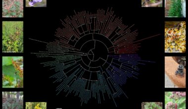 [OC] Taxonomic Chart of Most Observed Wildlife Species of Rhode Island