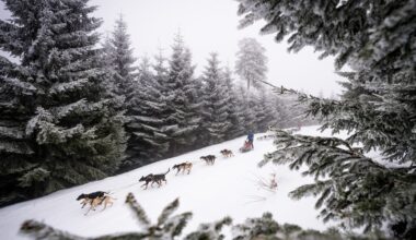 International ‘mushers’ come to Czechia for one of Europe’s hardest dogsledding races