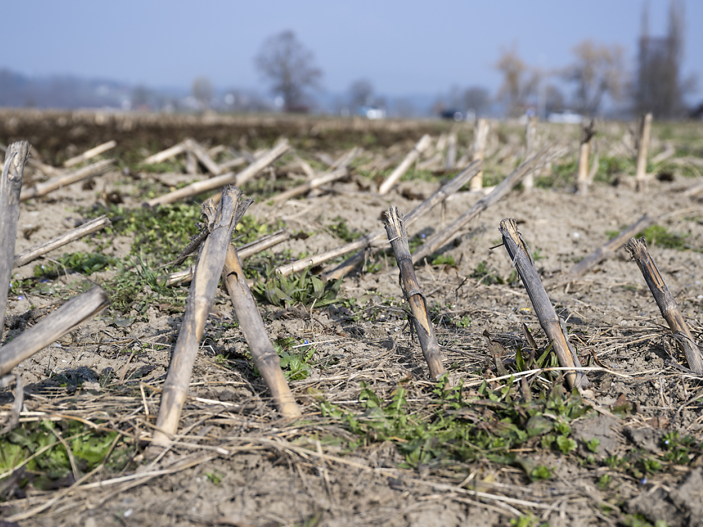 Swiss researchers warn of an increase in droughts in study