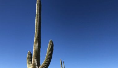 CLIMATE MATTERS: Dramatic changes in northern Sonora | Climate Matters