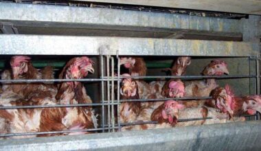 Lawyer: Estonia's battery hen ban could backfire | News