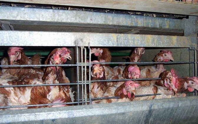 Lawyer: Estonia's battery hen ban could backfire | News