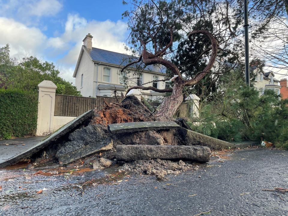 A fallen tree on Cyprus Avenue, east Belfast. Residents across Ireland have been urged to stay at home as the entire island braces for the arrival of Storm Eowyn. The top-level red warning for wind is in place in both Northern Ireland and the Republic of Ireland. Picture date: Friday January 24, 2025.