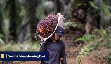As Indonesia scores a palm oil ‘win’ over EU, what next for its big biofuel gamble?