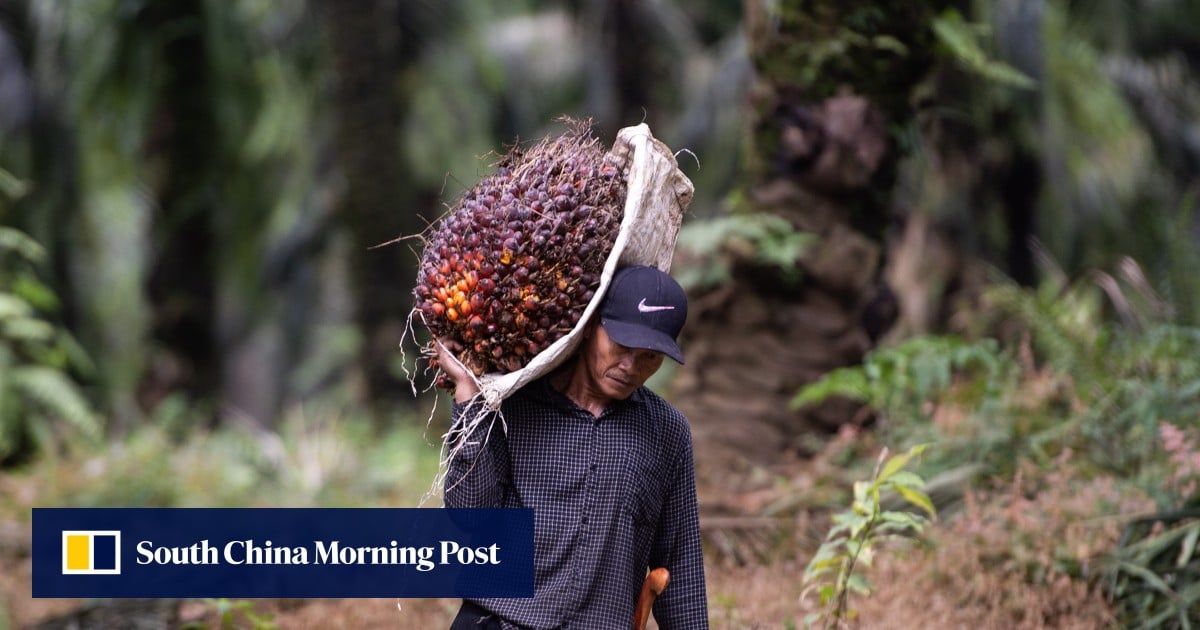 As Indonesia scores a palm oil ‘win’ over EU, what next for its big biofuel gamble?