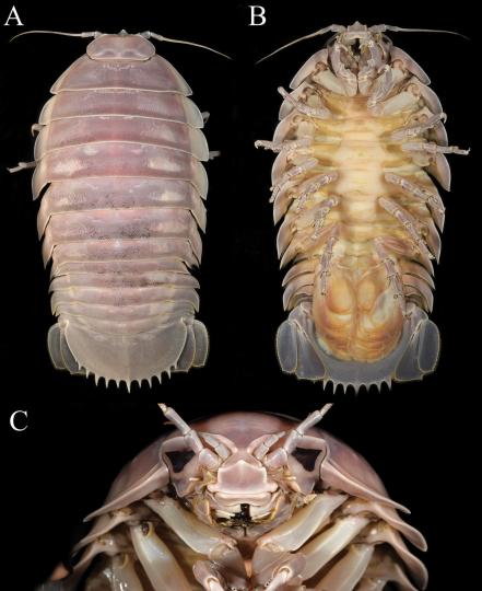 A view of the Bathynomus vaderi from the top, beneath and head-on. / Credit: Ng PKL, Sidabalok CM, Nguyen TS (2025) / ZooKeys 1223: 289-310.