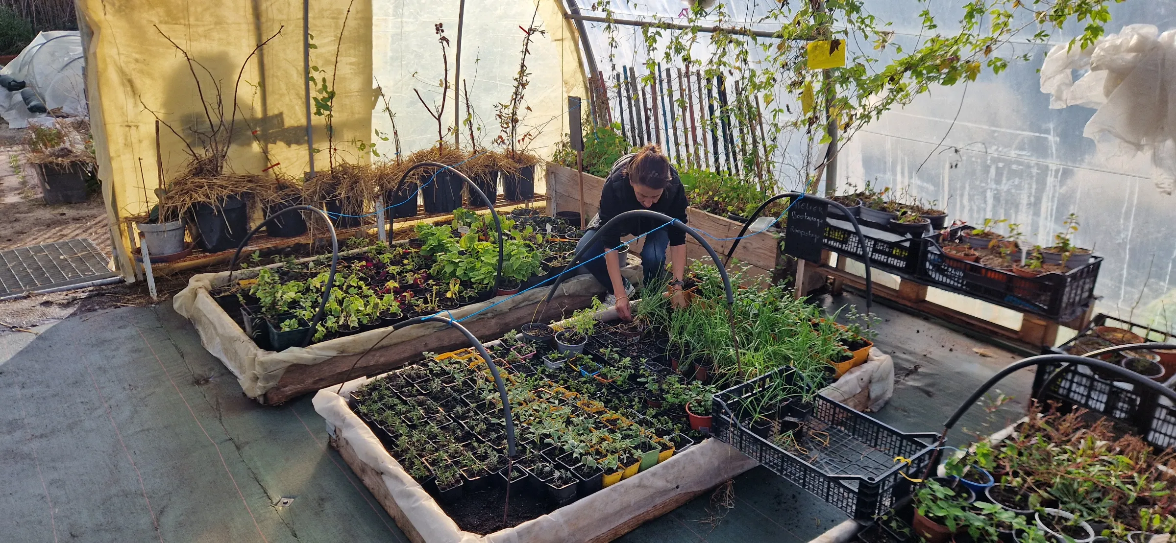 A worker tends to herbs growing in the nursery of the Graines de Soleil farming complex in Châteauneuf-les-Martigues. France, November 29, 2024. Thomson Reuters/Frey Lindsay
