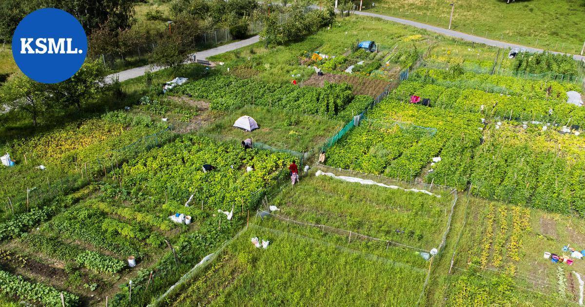 Palstaviljelyn ehdot muuttuvat Jyväskylän suurimmalla pellolla – tätä viljelijät toivoivat | Keski-Suomi