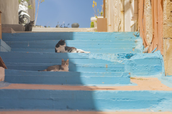 Stray cats are tolerated everywhere.