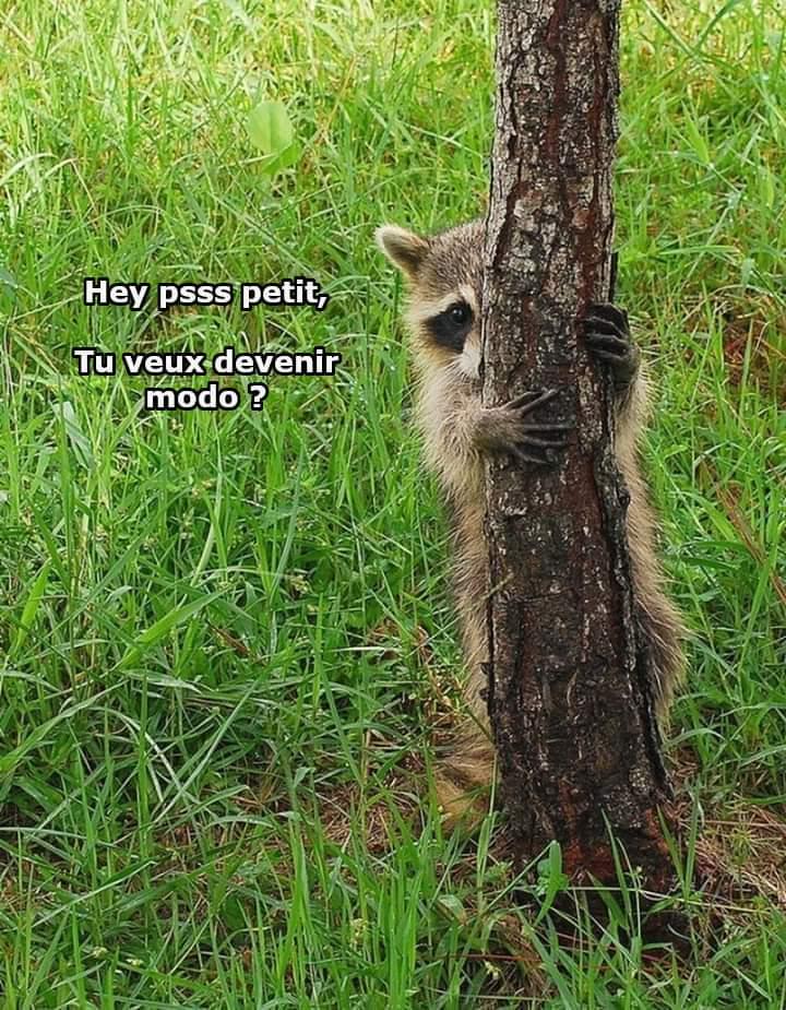 Rejoignez la modération. Maintenant. (Il vous reste peu de temps pour candidater pour cette formidable aventure humaine qu'est la modération de r/rance - Lien pour candidater (et régler les frais afférents en commentaire)