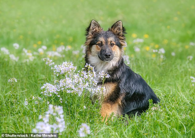 It comes in several colours including black and white, red and white, and smoky grey, and is said to make an excellent family dog