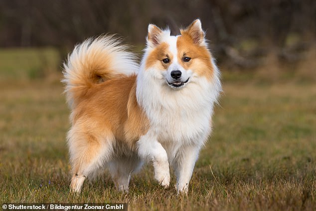 The Icelandic Sheepdog is believed to have existed for over 1,000 years in the Nordics, having been brought to Iceland by the original Viking settlers