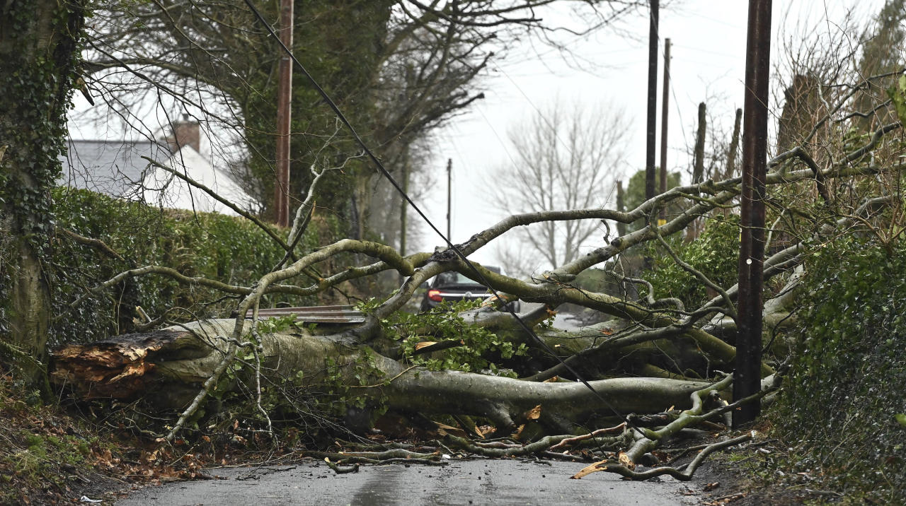 A fallen tree on Tullydraw Road near Dungannon, Northern Ireland, Friday Jan. 24, 2025, as Storm Eowyn hits the country. (Oliver McVeigh/PA via AP)