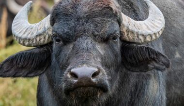 Germany updates on foot-and-mouth disease outbreak