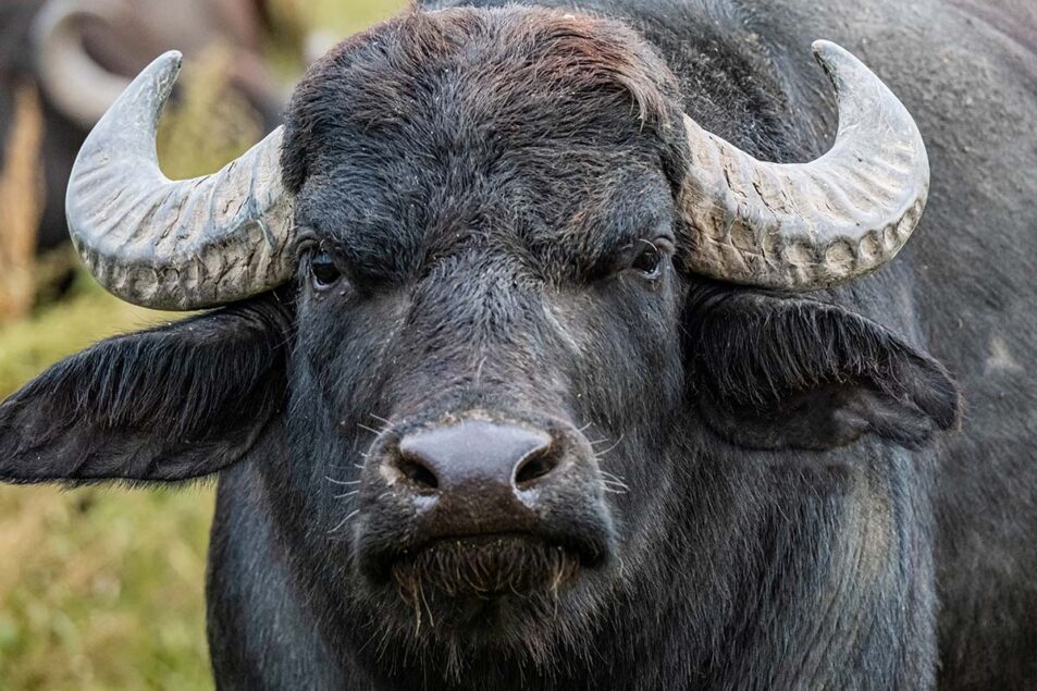 Germany updates on foot-and-mouth disease outbreak