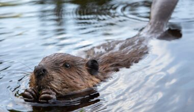 Final Reading: House Environment heard about the benefits of beavers