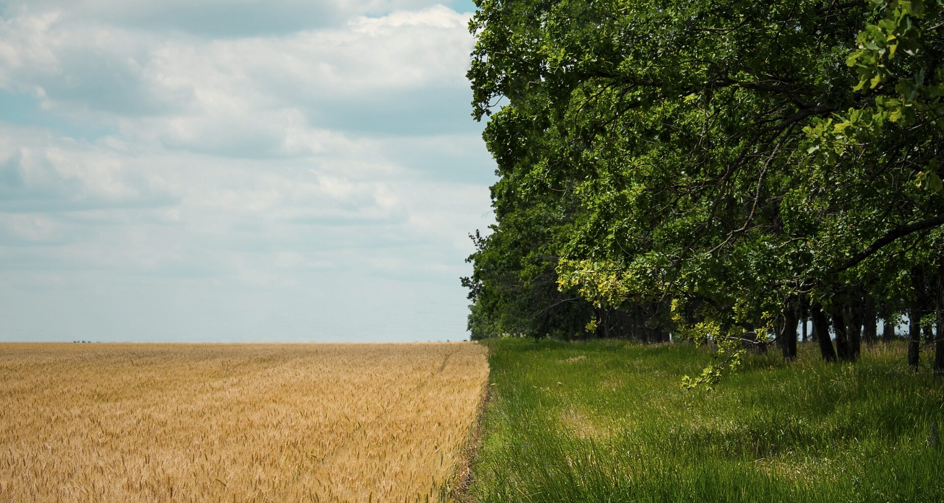 Initiative in the European Union Embraces Organic as a Climate Solution, as Fires Accelerate in the U.S.