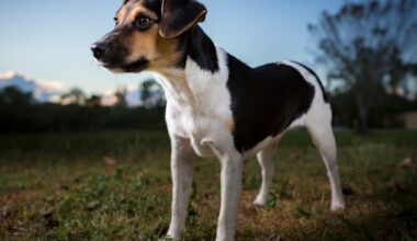 Danish-Swedish farmdog becomes newest breed in AKC’s lineup – NBC Boston